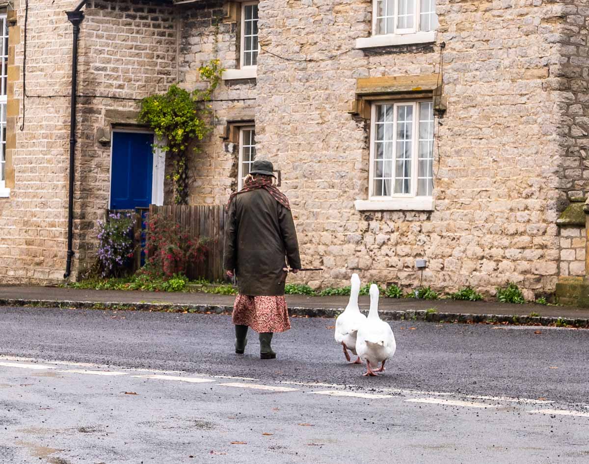 woman walking pet geese in harome