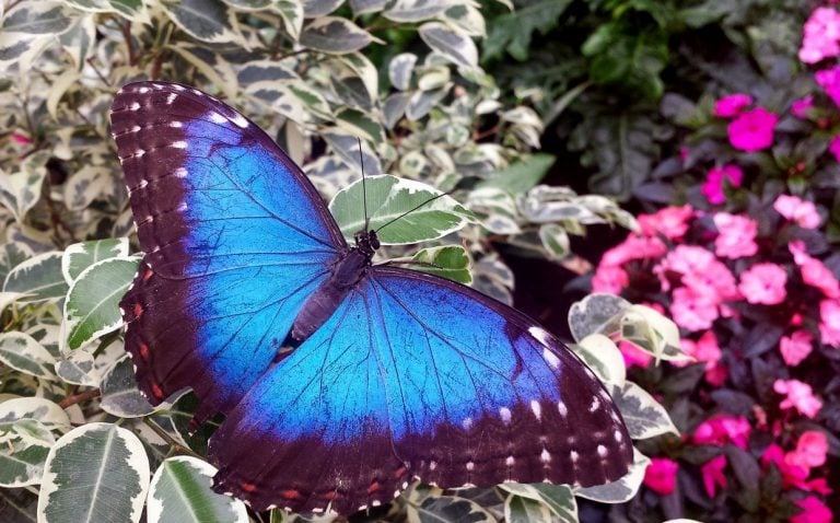 Walking with Butterflies