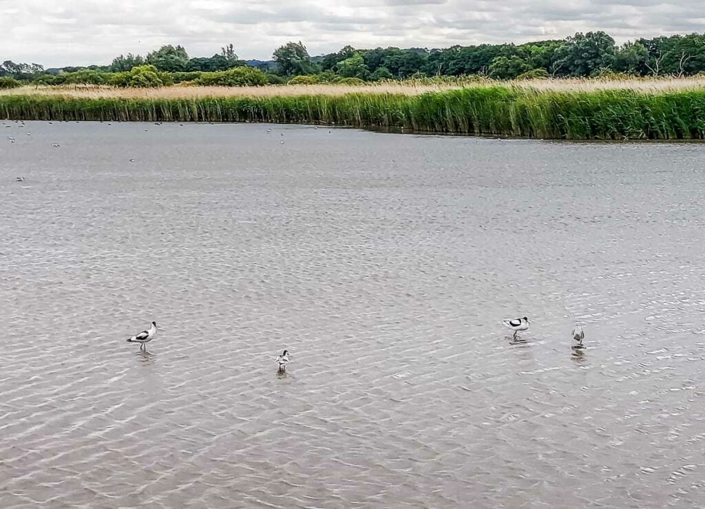 water at Titchwell Marsh