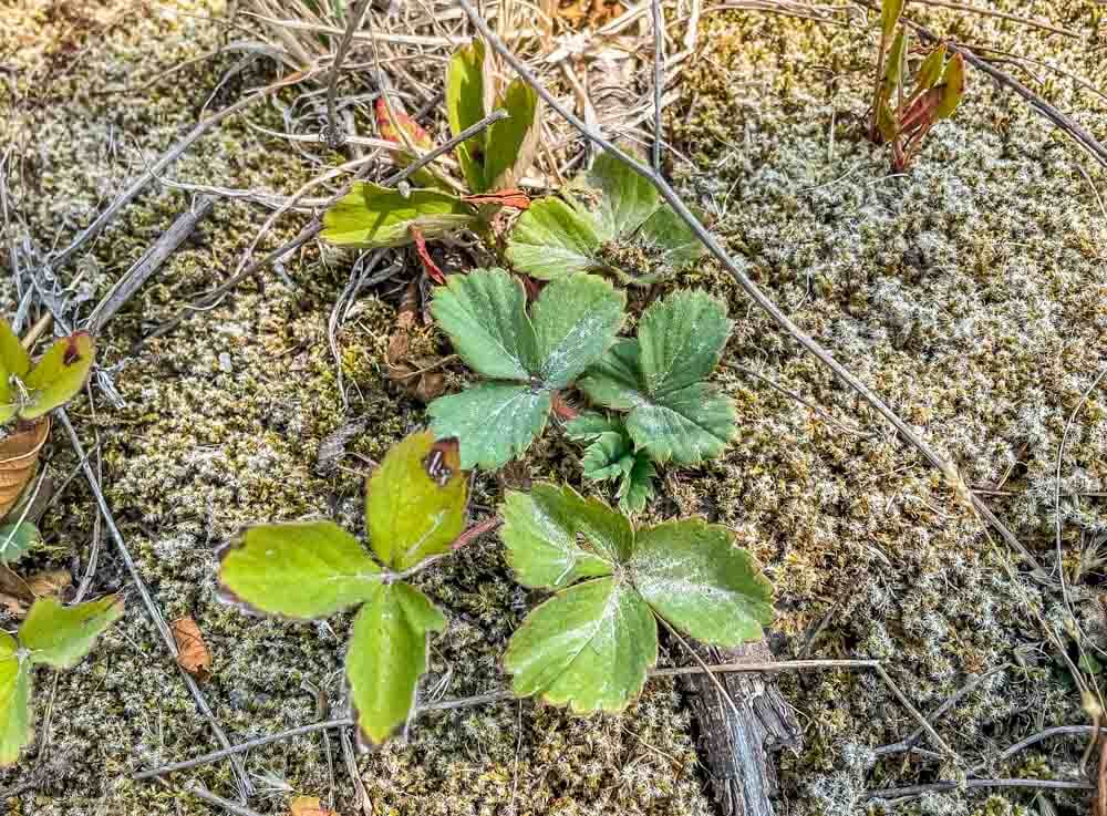 wild strawberry