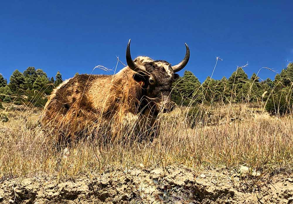 yak himalayas