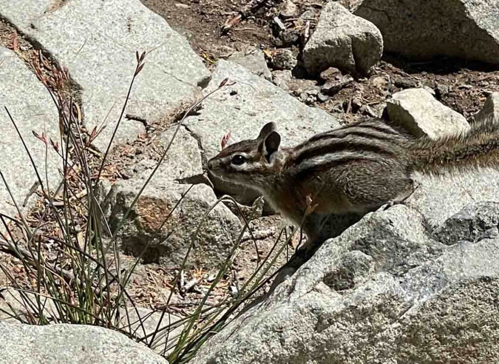 Yellow Pine Chipmunk